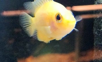 The Tropical Fish Shoppe Inc.