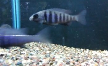The Tropical Fish Shoppe Inc.