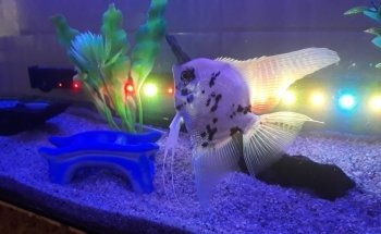 ACUARIO JULY