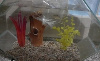 ACUARIO JULY