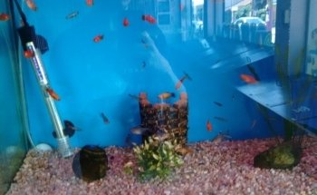 JULY AQUARIUM