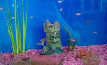 ACUARIO JULY