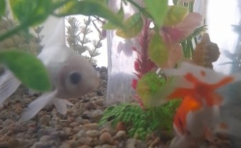 ACUARIO JULY