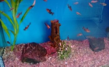 ACUARIO JULY
