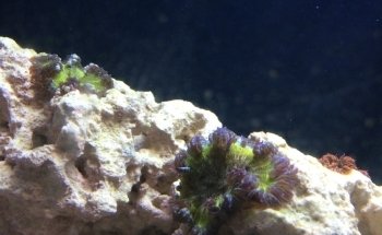 VIP Reef Aquarium