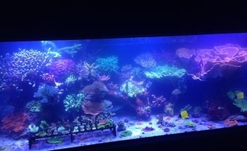 VIP Reef Aquarium