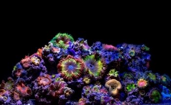 VIP Reef Aquarium
