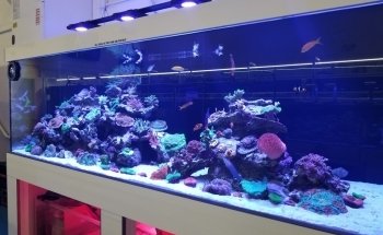 VIP Reef Aquarium