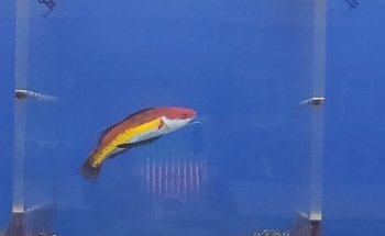 VIP Reef Aquarium