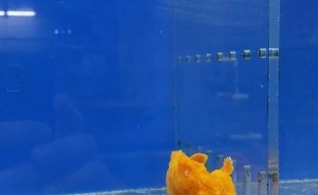 VIP Reef Aquarium