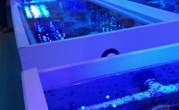 VIP Reef Aquarium
