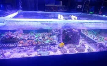 Aquarium & Reef Center