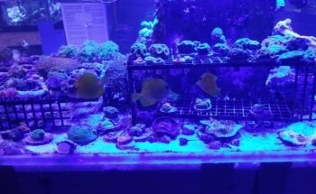 Aquarium & Reef Center