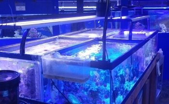 Aquarium & Reef Center