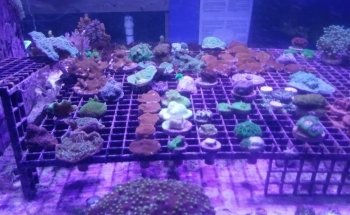 Aquarium & Reef Center