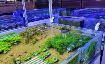 Beyond the Reef