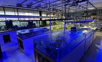 Beyond the Reef