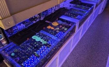 Matt's Corals & Service