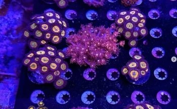 Matt's Corals & Service