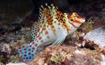 Matt's Corals & Service