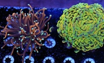 Matt's Corals & Service