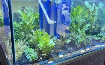 Londontowne Tropicals