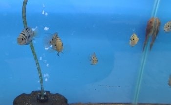 Londontowne Tropicals