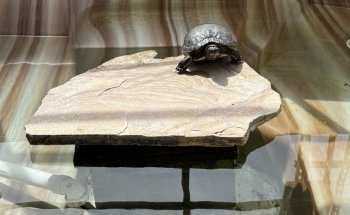 The Florida Aquarium Sea Turtle Rehabilitation Center