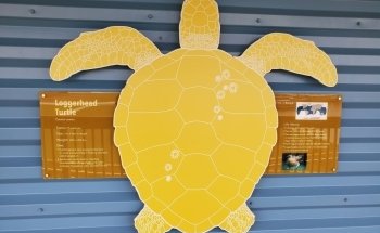 The Florida Aquarium Sea Turtle Rehabilitation Center