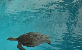 The Florida Aquarium Sea Turtle Rehabilitation Center