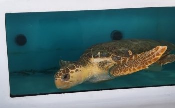 The Florida Aquarium Sea Turtle Rehabilitation Center