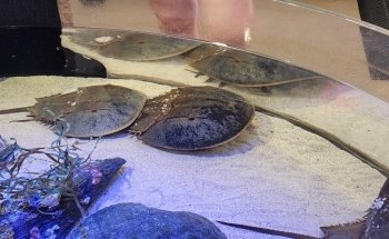 Seaside Nature Center