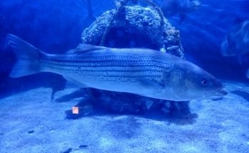 Seaside Nature Center
