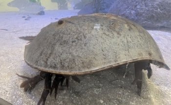 Seaside Nature Center