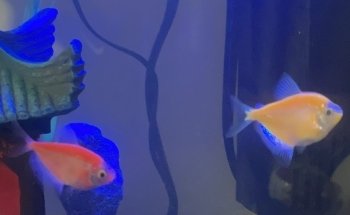 COSMO AQUARIUM Fish Store
