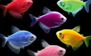 COSMO AQUARIUM Fish Store