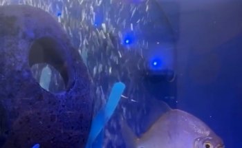 COSMO AQUARIUM Fish Store