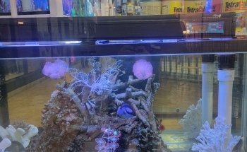 COSMO AQUARIUM Fish Store