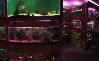 KILLIFISH AQUARIUM