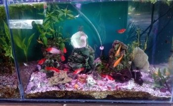 ACUARIO KILLIFISH