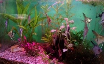 ACUARIO KILLIFISH
