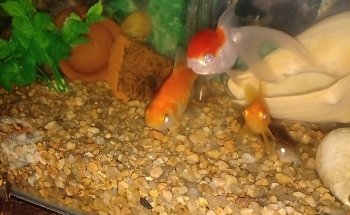 ACUARIO KILLIFISH