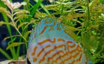ACUARIO KILLIFISH