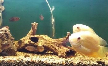 ACUARIO KILLIFISH