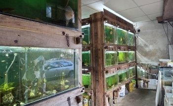 ACUARIO KILLIFISH
