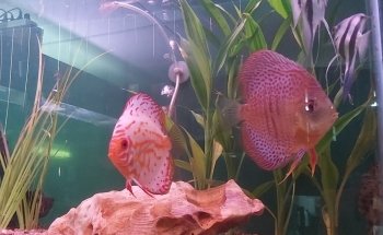 ACUARIO KILLIFISH