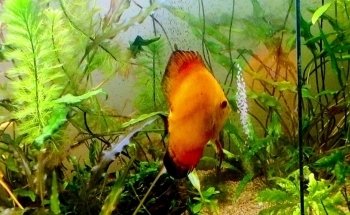 ACUARIO KILLIFISH