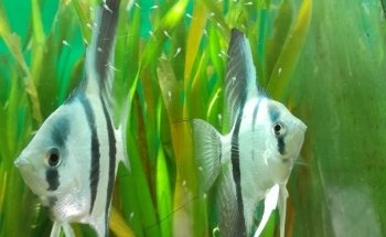 ACUARIO KILLIFISH