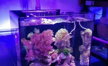 CB'S Tropical Aquarium