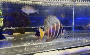 Sho Tank Aquariums